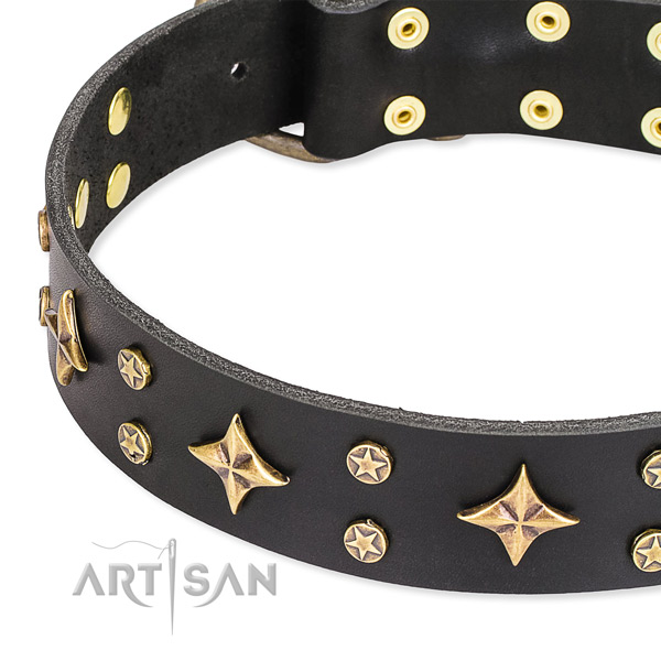Comfy wearing decorated dog collar of reliable leather