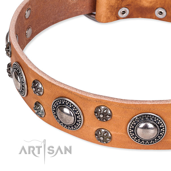 Daily walking embellished dog collar of quality full grain natural leather