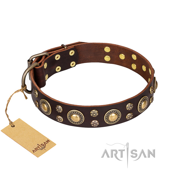 Stylish walking dog collar of top quality full grain natural leather with adornments