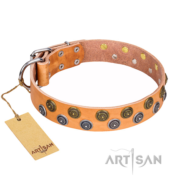 Daily walking dog collar of durable full grain genuine leather with adornments