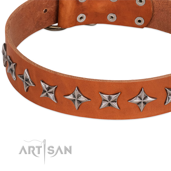 Fancy walking studded dog collar of top quality leather