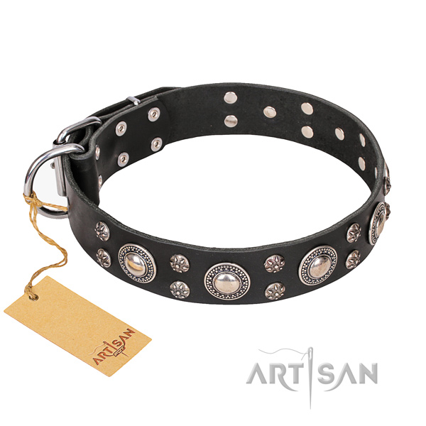 Walking dog collar of best quality full grain natural leather with adornments