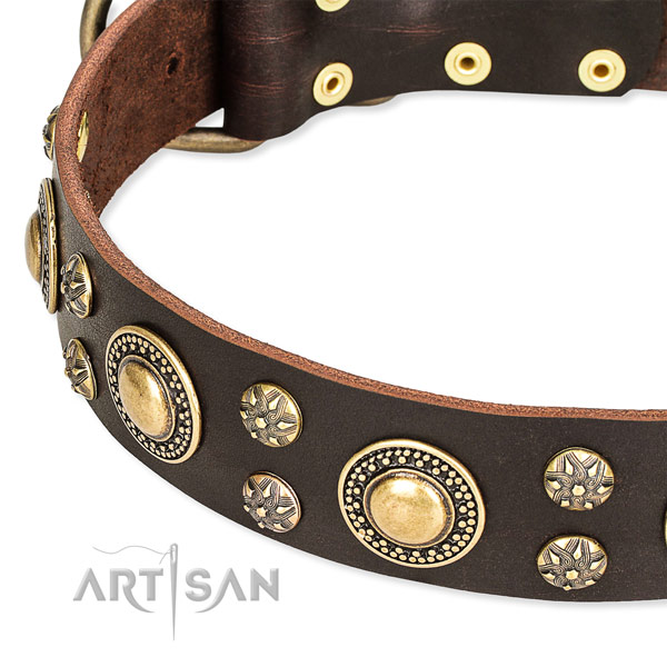 Everyday walking adorned dog collar of top notch full grain genuine leather