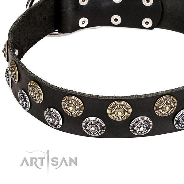 Comfortable wearing studded dog collar of strong full grain natural leather