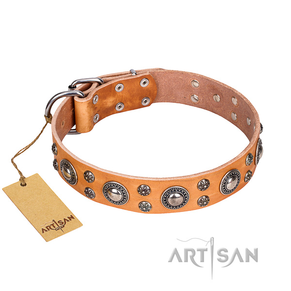 Stylish walking dog collar of best quality full grain leather with embellishments