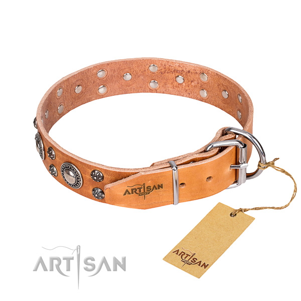 Fancy walking studded dog collar of quality leather