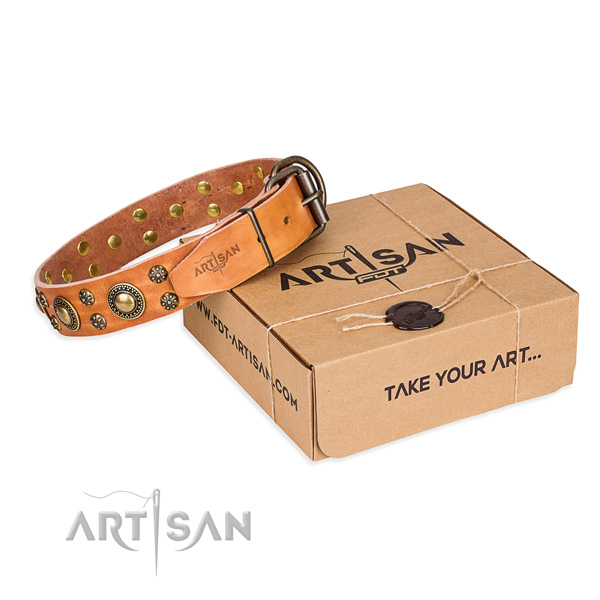 Fancy walking dog collar of durable full grain natural leather with embellishments