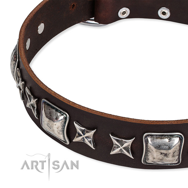 Daily walking adorned dog collar of finest quality full grain natural leather