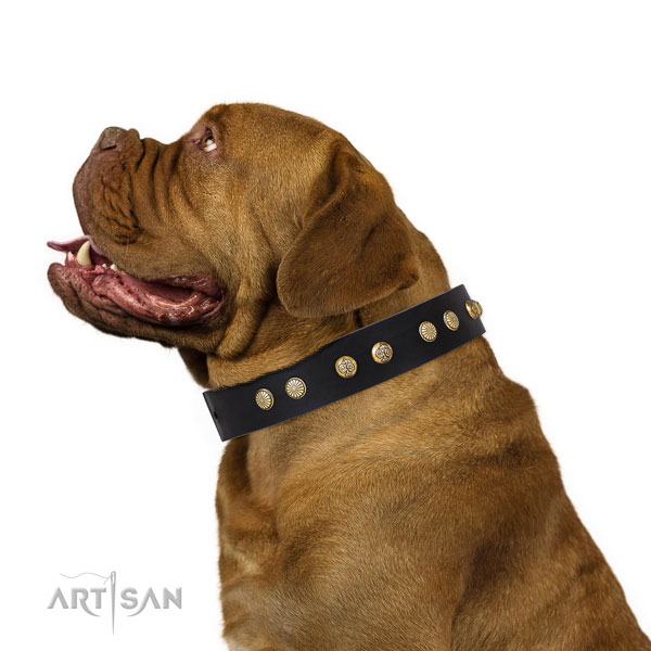 Stylish decorations on stylish walking full grain leather dog collar