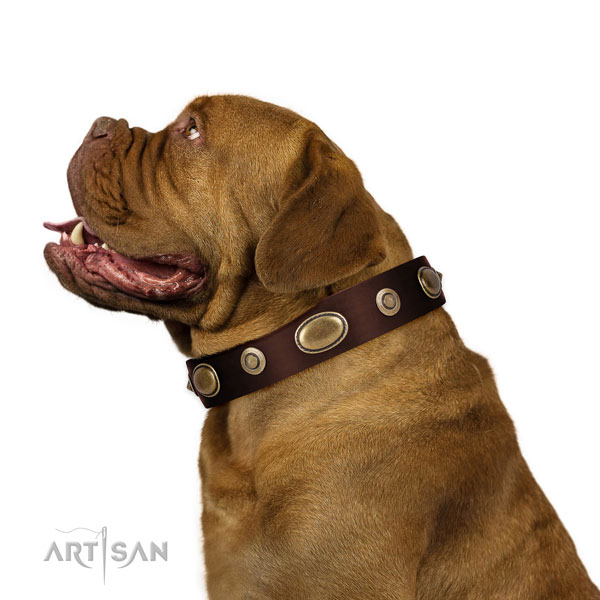 Daily walking dog collar of genuine leather with designer adornments