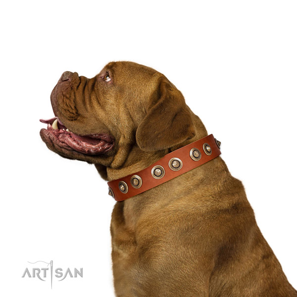 Daily use dog collar of leather with stylish decorations