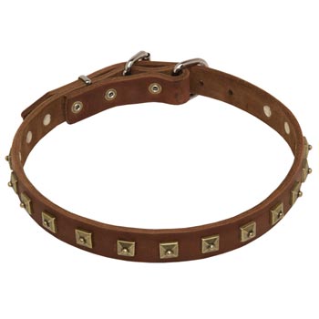 Dogue de Bordeaux Leather Collar For Walking And  Training in Style