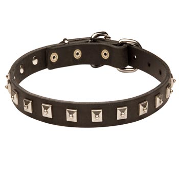 Dogue de Bordeaux Walking   Leather Collar with Studs