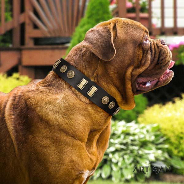 Dogue de Bordeaux trendy full grain natural leather collar for basic training