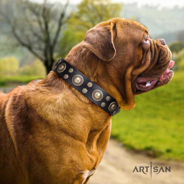 Dogue de Bordeaux exceptional leather collar for daily use