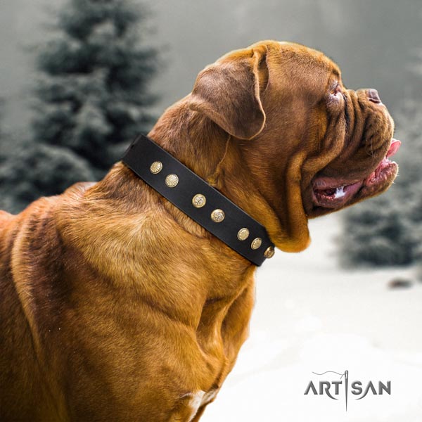 Dogue de Bordeaux impressive full grain genuine leather collar for everyday walking