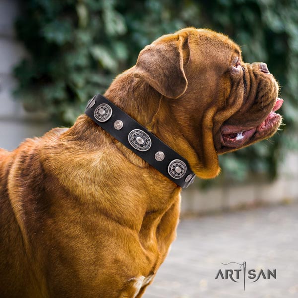 Dogue de Bordeaux unusual full grain natural leather collar for daily walking