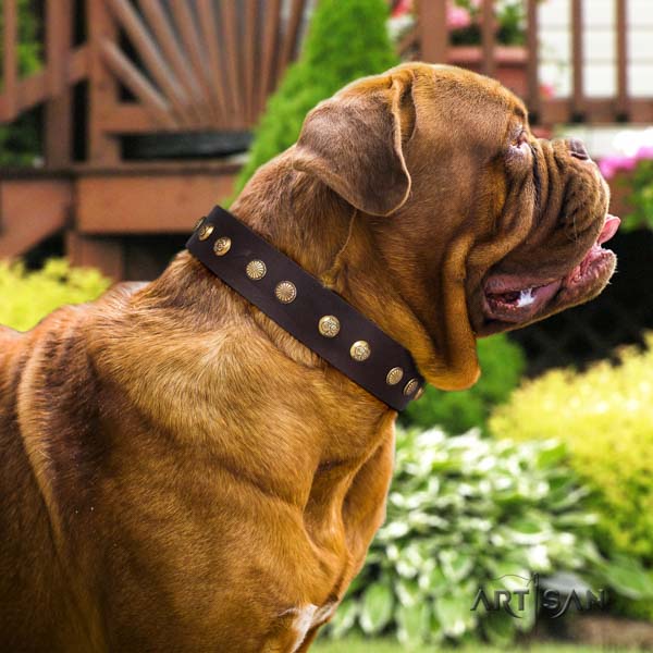 Dogue de Bordeaux top notch genuine leather collar for comfy wearing