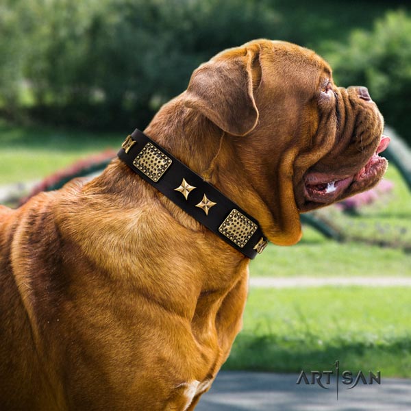 Dogue de Bordeaux extraordinary full grain leather collar for walking