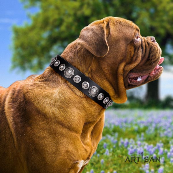 Dogue de Bordeaux unusual genuine leather collar for everyday walking