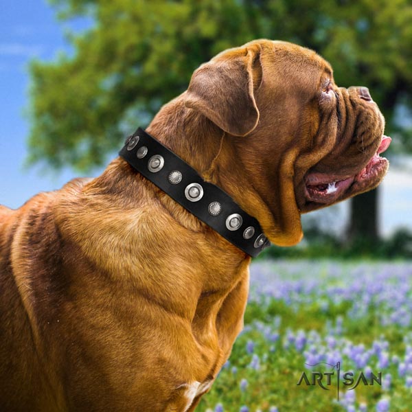 Dogue de Bordeaux top notch full grain natural leather collar for daily walking