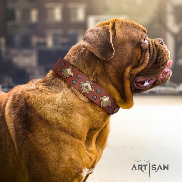 Dogue de Bordeaux exquisite leather collar for fancy walking