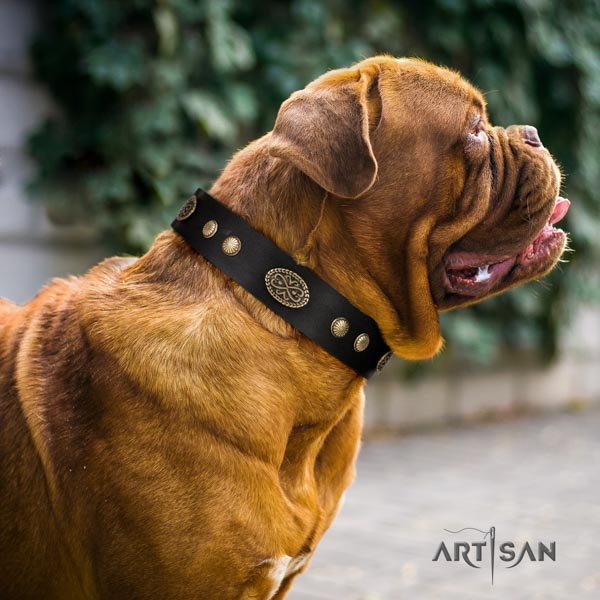 Dogue de Bordeaux trendy genuine leather collar for handy use