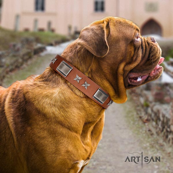 Dogue de Bordeaux incredible full grain natural leather collar for everyday use