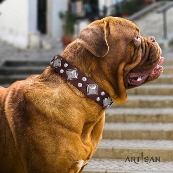 Dogue de Bordeaux significant leather collar for everyday use