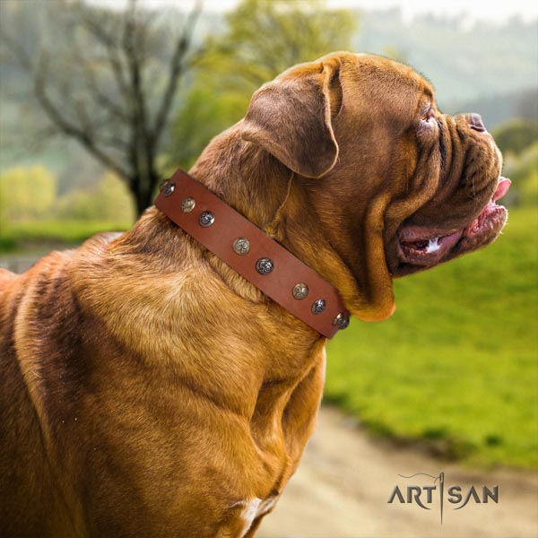 Dogue de Bordeaux top notch full grain genuine leather collar for fancy walking