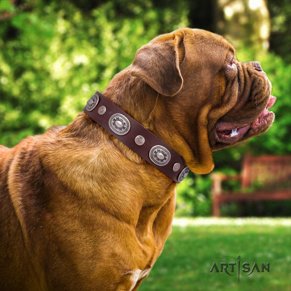 Dogue de Bordeaux remarkable full grain leather collar for stylish walking