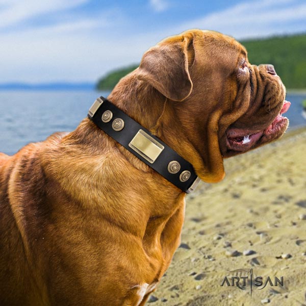 Dogue de Bordeaux inimitable leather collar for everyday use