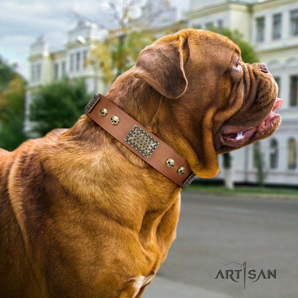 Dogue de Bordeaux unusual leather collar for everyday use