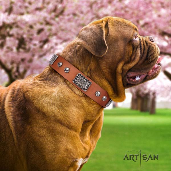 Dogue de Bordeaux awesome full grain leather collar for comfortable wearing