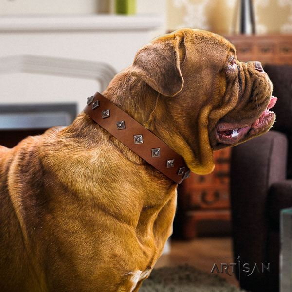 Dogue de Bordeaux studded natural genuine leather dog collar for your impressive dog