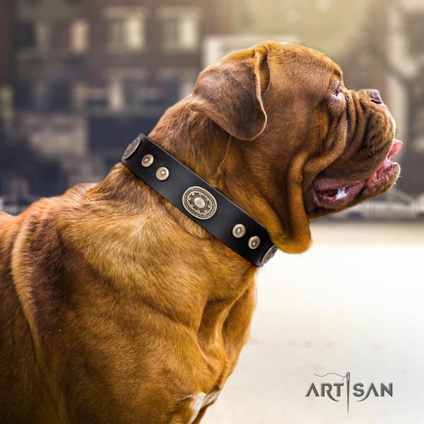 Dogue de Bordeaux stylish design full grain leather collar for stylish walking