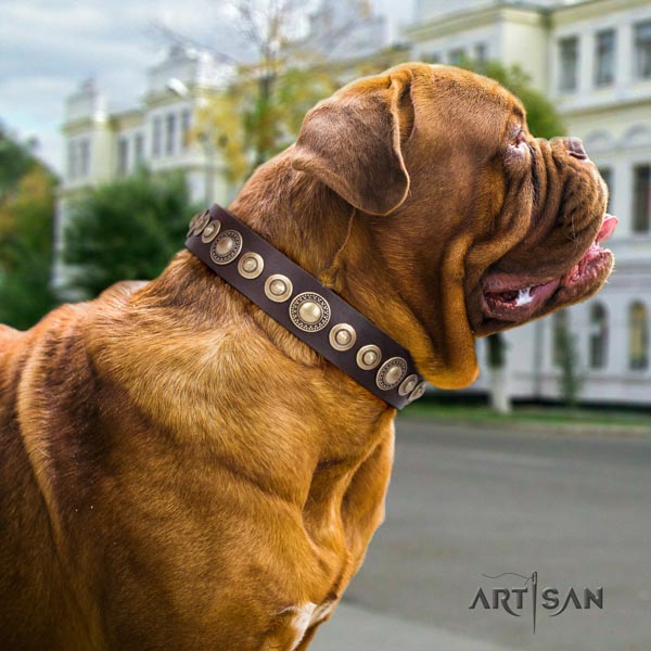 Dogue de Bordeaux unusual natural genuine leather collar for everyday walking