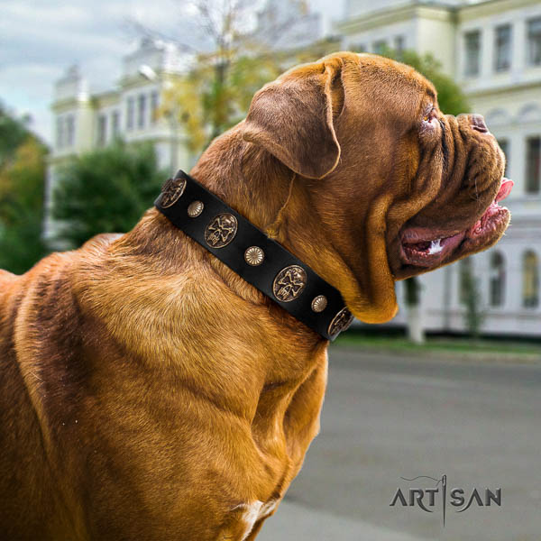 Dogue de Bordeaux adorned full grain genuine leather dog collar for your beautiful dog