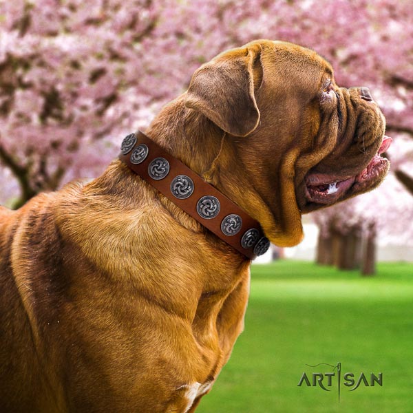 Dogue de Bordeaux natural genuine leather dog collar with adornments for your handsome doggie