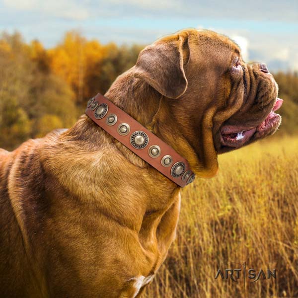 Dogue de Bordeaux exquisite leather collar for everyday walking