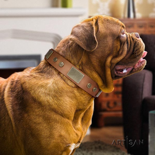 Dogue de Bordeaux exceptional full grain leather collar for comfy wearing