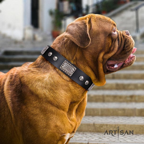 Dogue de Bordeaux impressive full grain natural leather collar for stylish walking