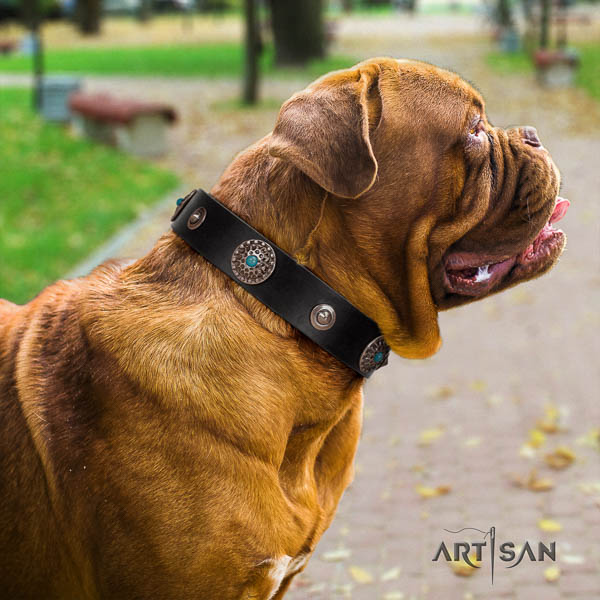 Dogue de Bordeaux embellished full grain genuine leather dog collar for your stylish canine