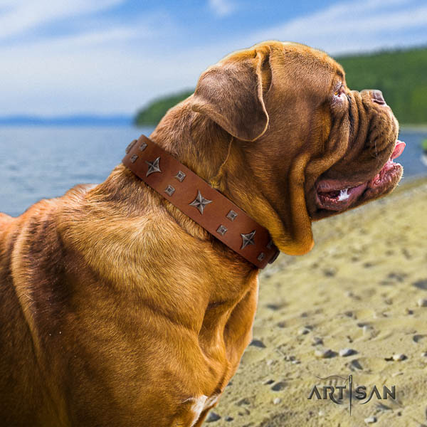 Dogue de Bordeaux adorned full grain genuine leather dog collar for your stylish four-legged friend