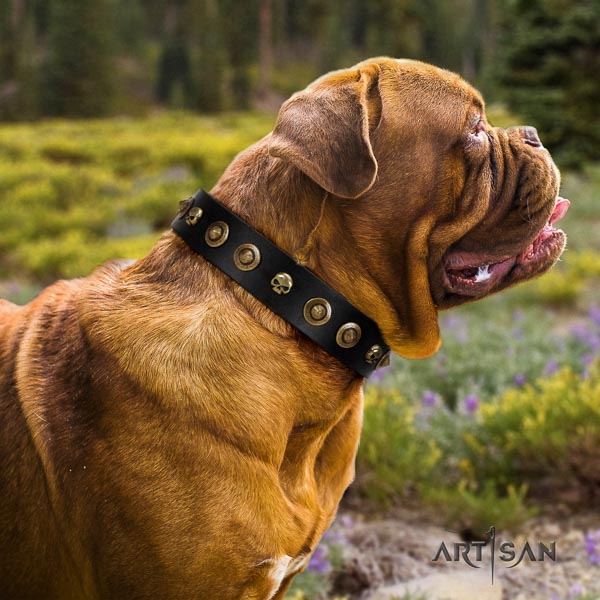 Dogue de Bordeaux studded full grain genuine leather dog collar for your stylish pet