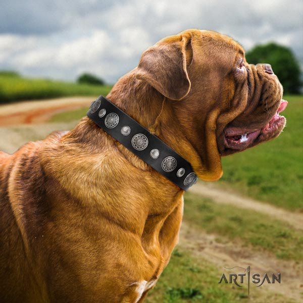 Dogue de Bordeaux remarkable full grain genuine leather collar for walking