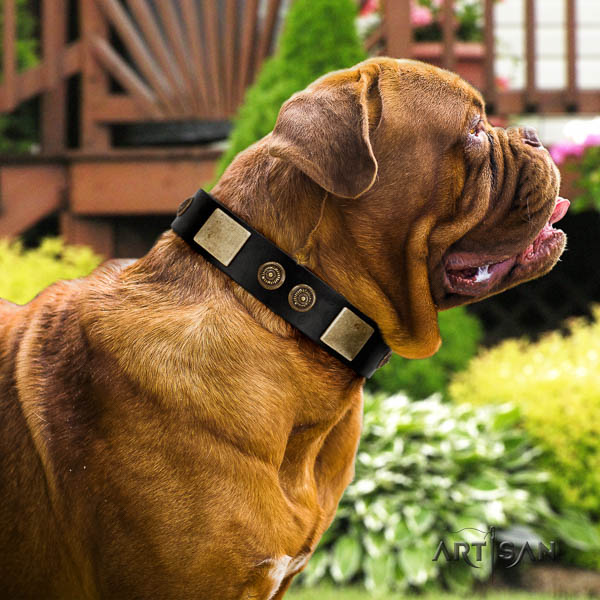 Dogue de Bordeaux adorned genuine leather dog collar for your handsome four-legged friend