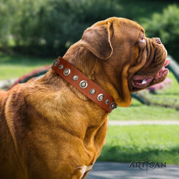 Dogue de Bordeaux exceptional leather collar for basic training