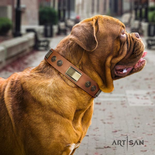 Dogue de Bordeaux top notch genuine leather collar for comfortable wearing