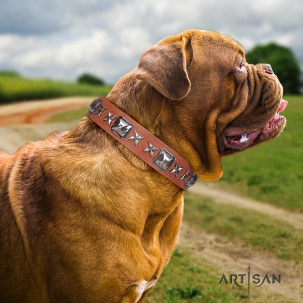 Dogue de Bordeaux amazing genuine leather collar for everyday walking